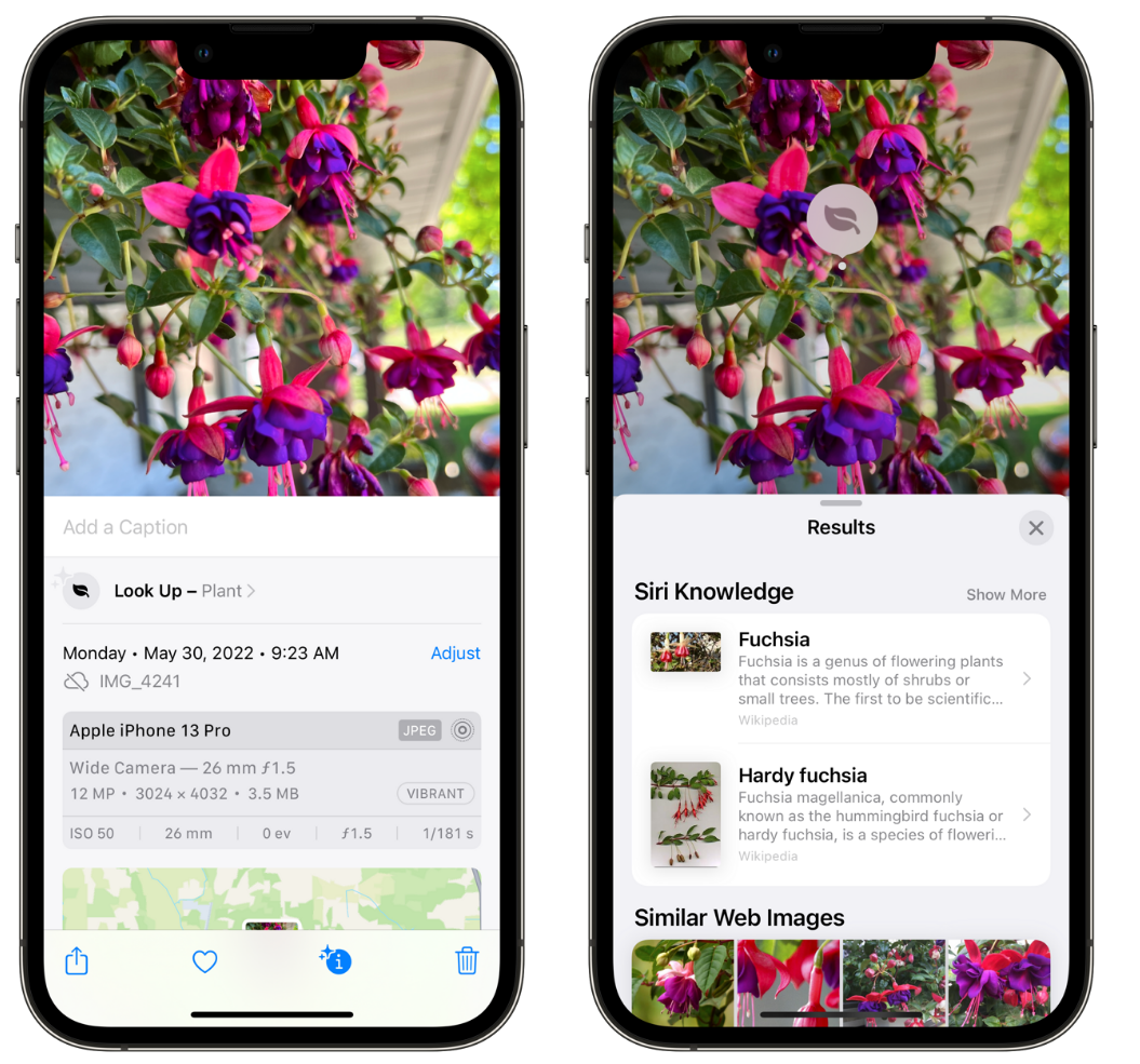 蒋场镇苹果手机维修分享小技巧：使用 iPhone 相机识别花卉植物 